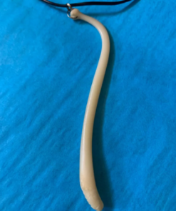 Raccoon Penis Bone Necklace