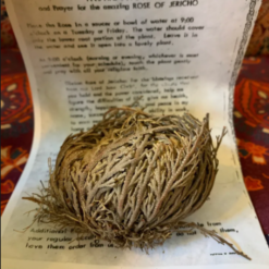 Rose of Jericho