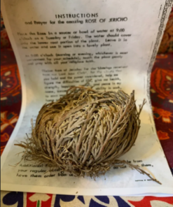 Rose of Jericho