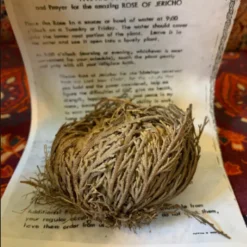 Rose of Jericho